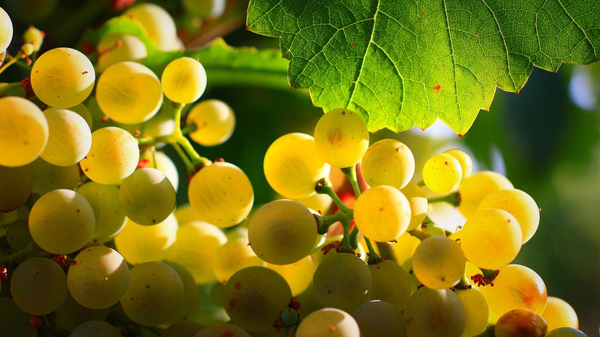 uva albariño para hacer vino blanco